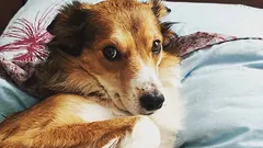 Comment savoir si votre chien ne vous fait pas confiance : trois habitudes que vous confondez avec de l'obéissance