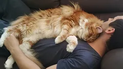 Pourquoi mon chat dort sur moi ? 6 raisons qui expliquent ce comportement