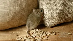 Souris dans la maison : reconnaître les signes et agir vite avec des solutions naturelles