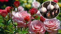 Pourquoi planter de l'ail à côté des roses : un effet inattendu